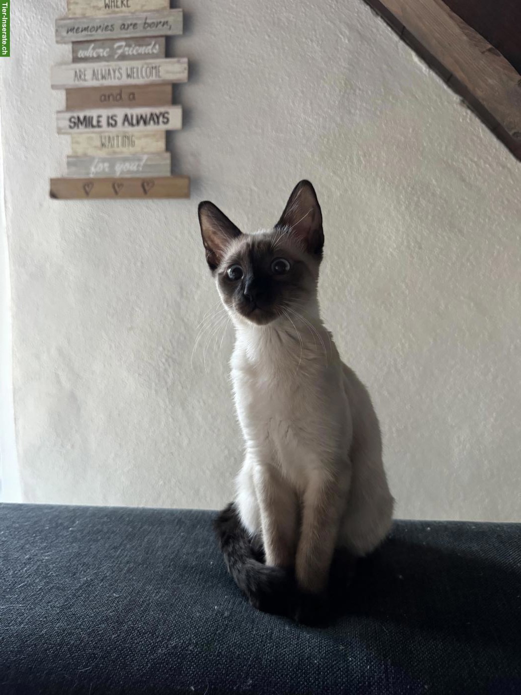 Bild 4: Heilige Birma/Siam mix Babykater Eduardo 🐱