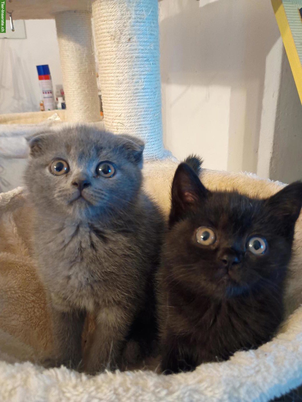 Reinrassige Scottish Fold und Scottish Straight Kitten