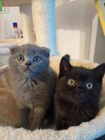 Reinrassige Scottish Fold und Scottish Straight Kitten