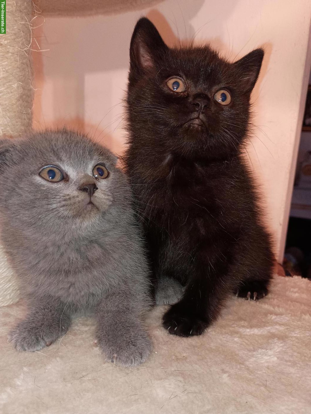 Bild 2: Reinrassige Scottish Fold und Scottish Straight Kitten
