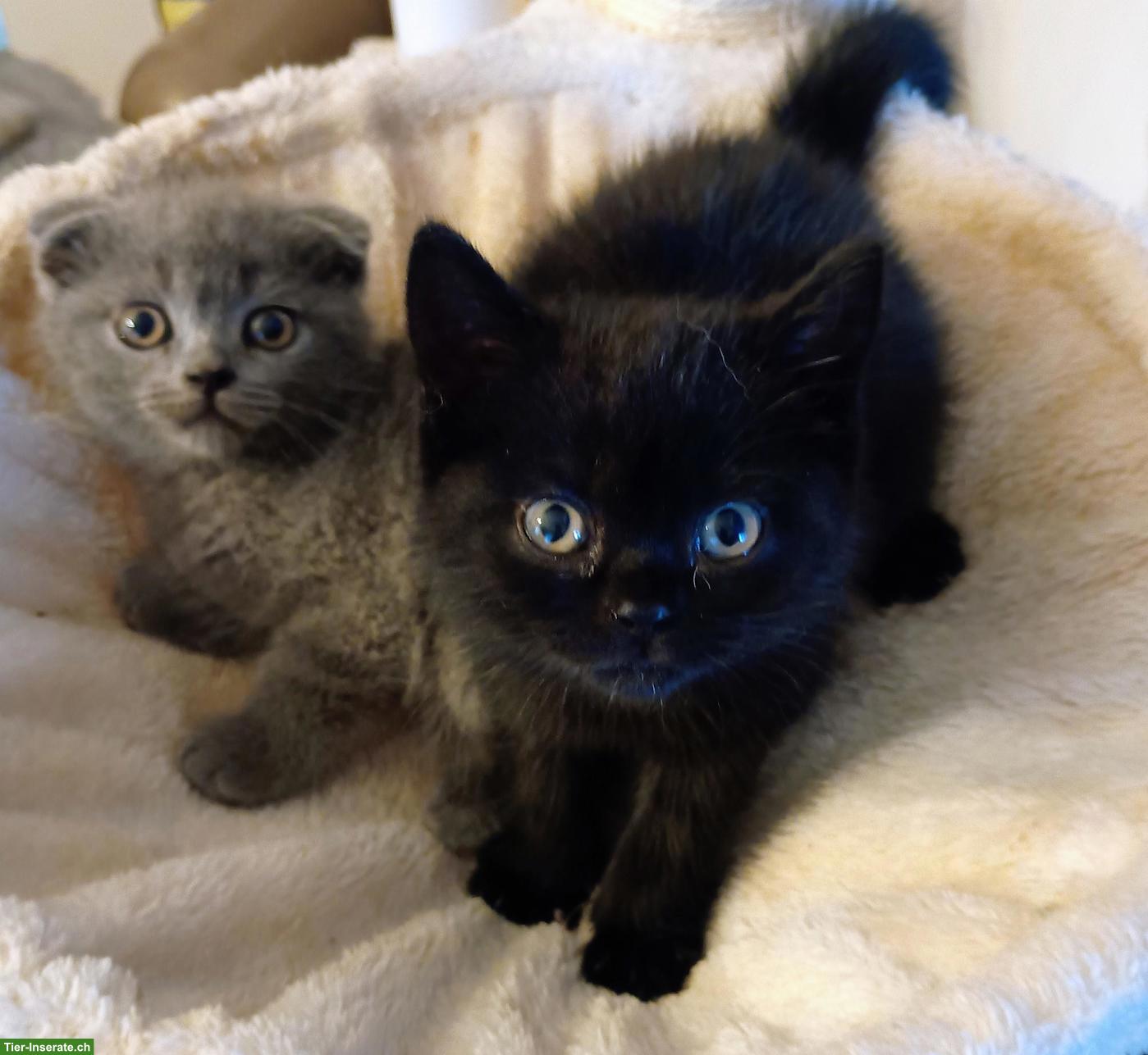 Bild 3: Reinrassige Scottish Fold und Scottish Straight Kitten