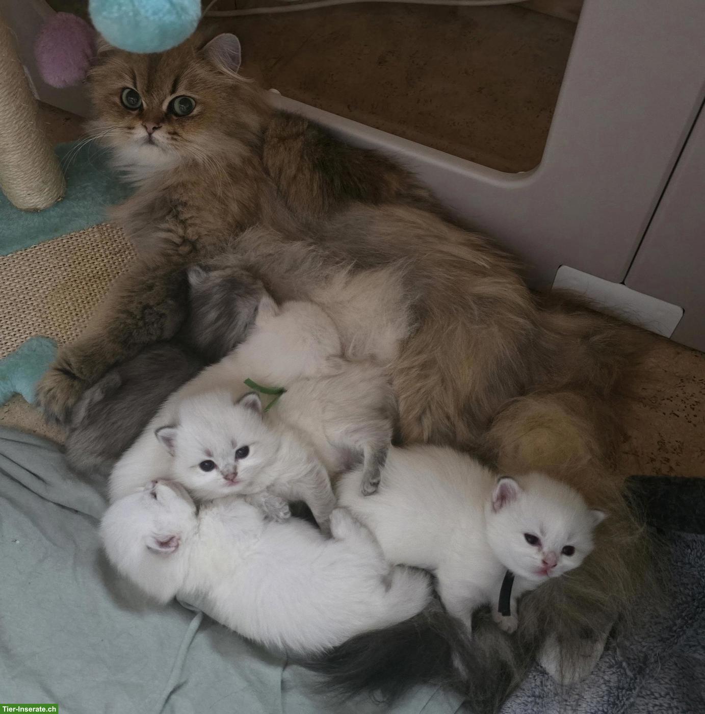 Britisch Langhaar Kitten mit Stammbaum vom Züchter