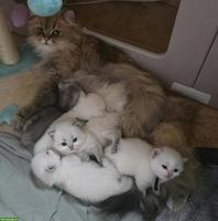 Britisch Langhaar Kitten mit Stammbaum vom Züchter
