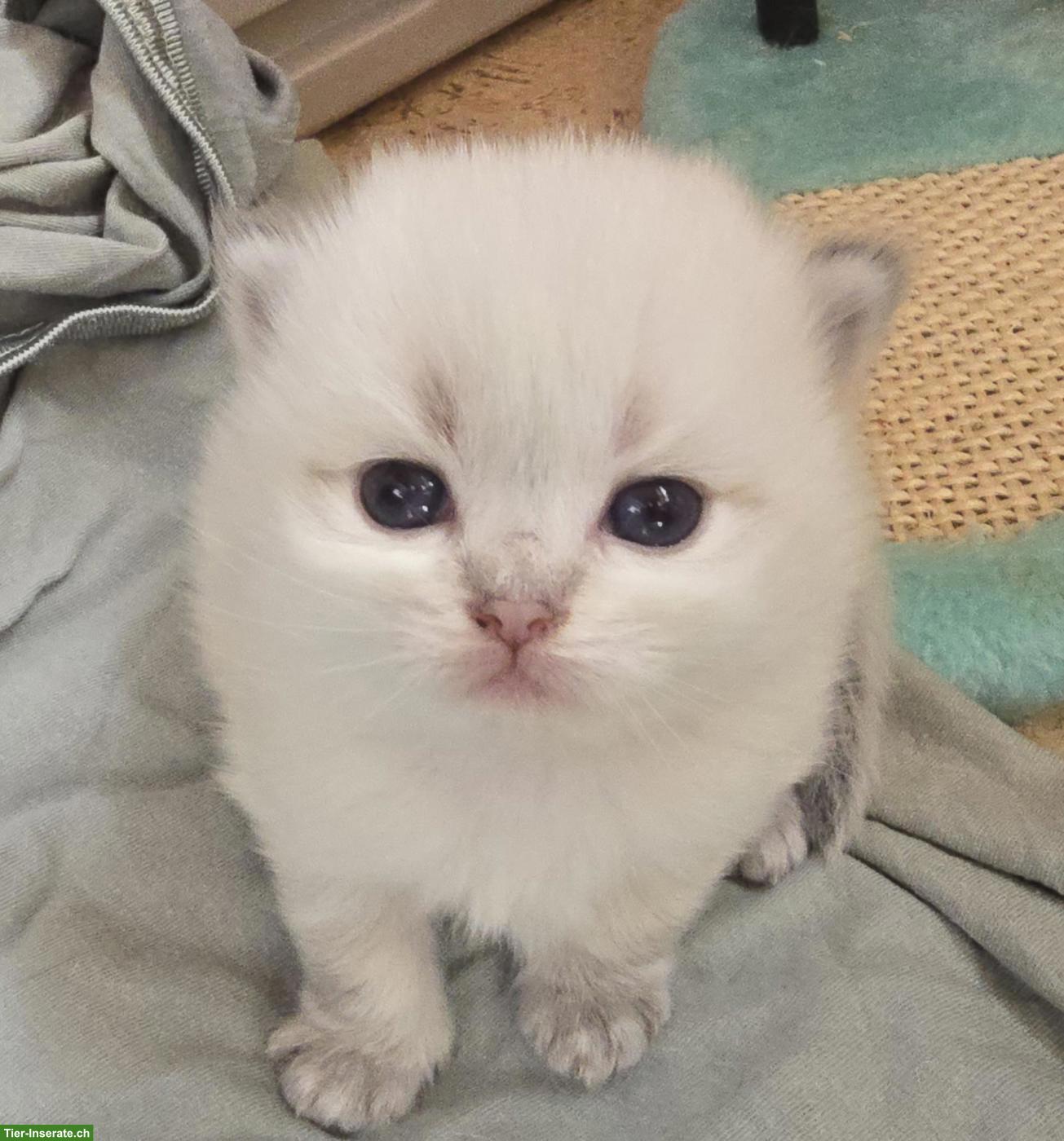 Bild 2: Britisch Langhaar Kitten mit Stammbaum vom Züchter