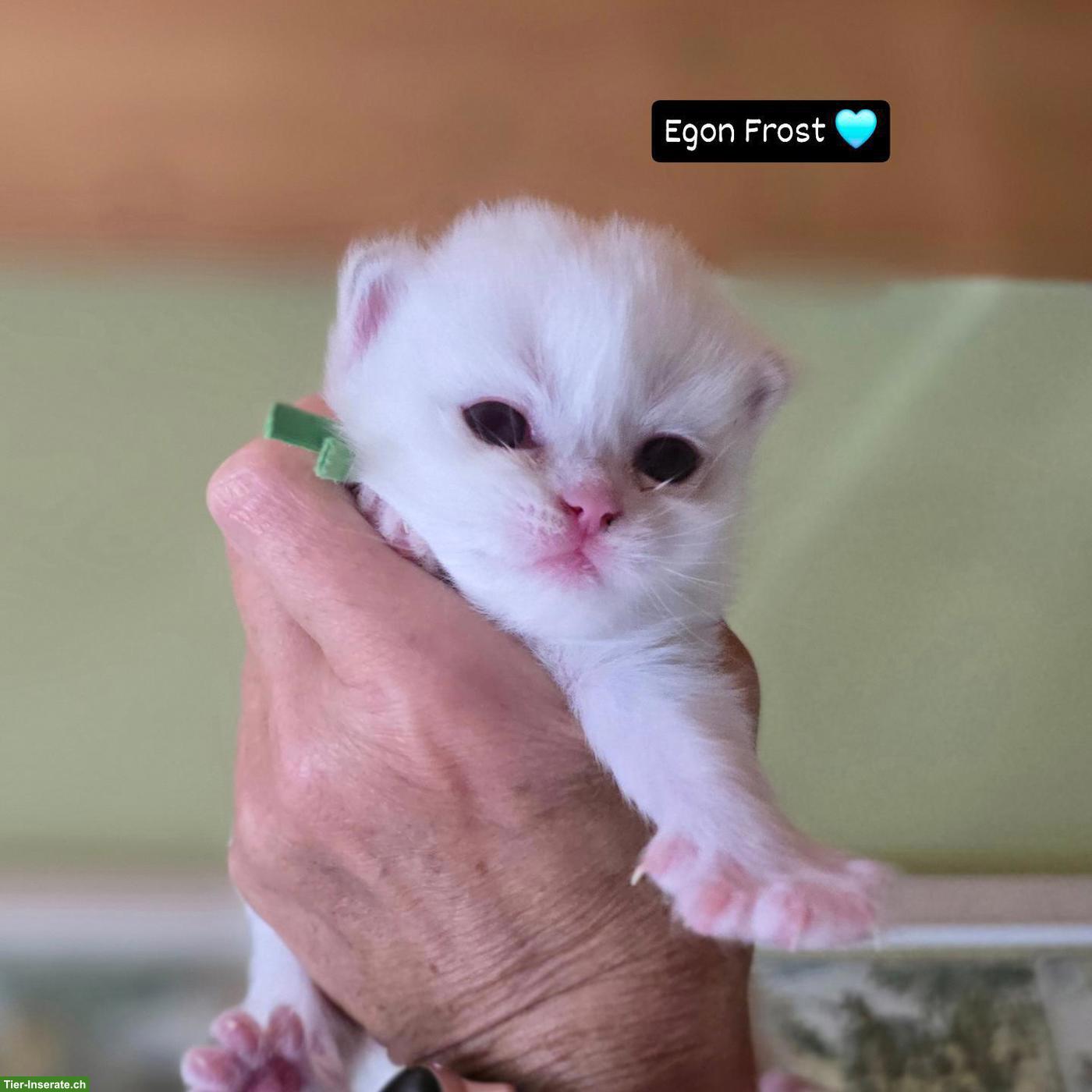 Bild 3: Britisch Langhaar Kitten mit Stammbaum vom Züchter