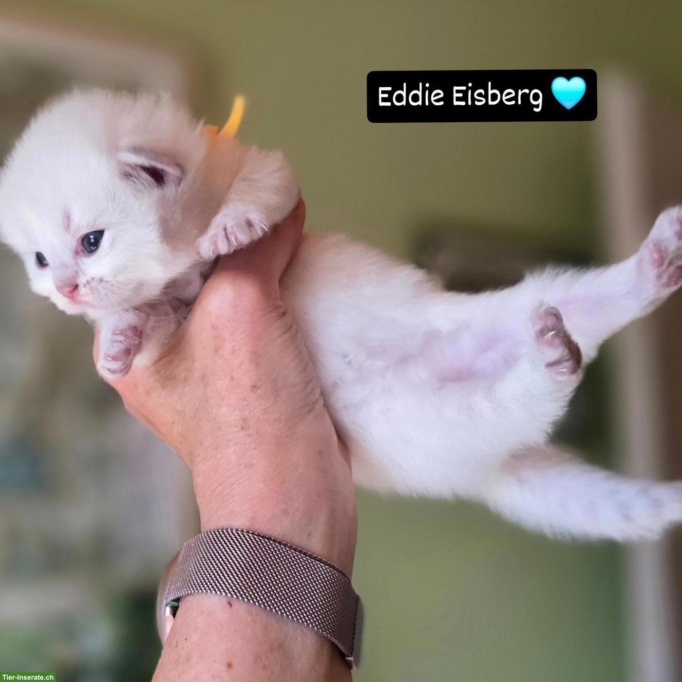 Bild 4: Britisch Langhaar Kitten mit Stammbaum vom Züchter