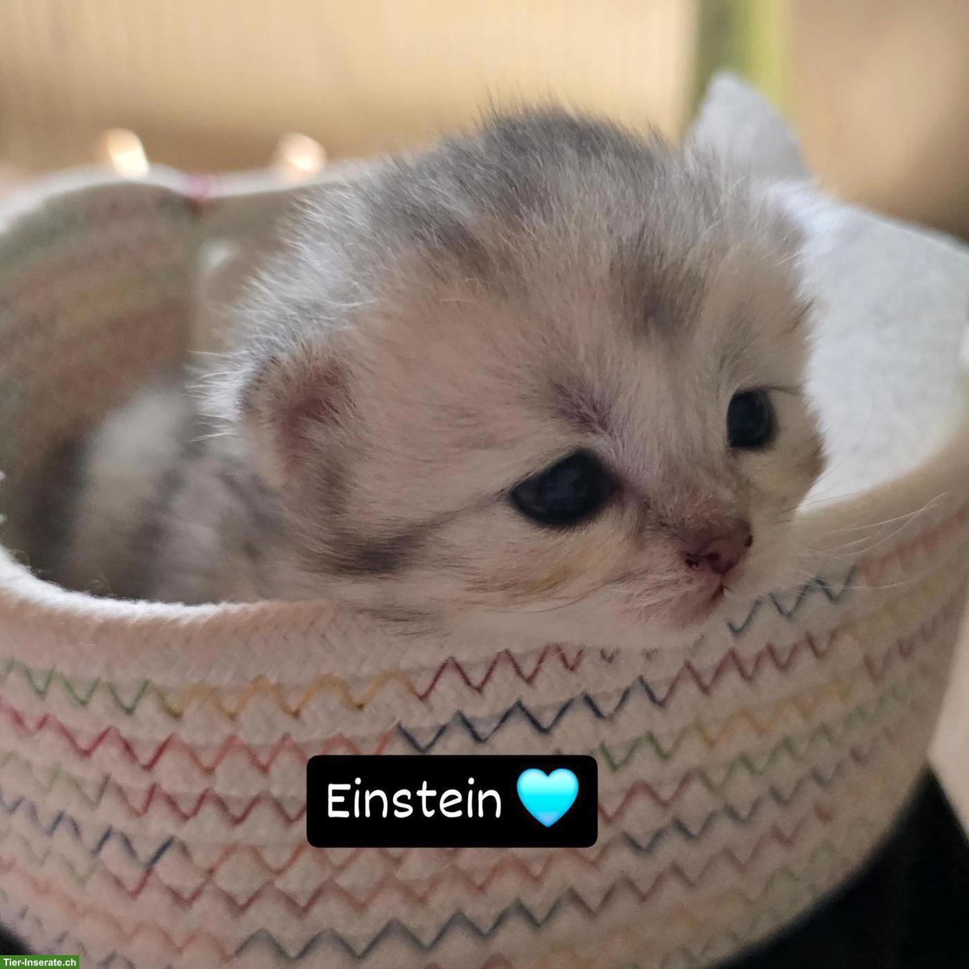 Bild 5: Britisch Langhaar Kitten mit Stammbaum vom Züchter