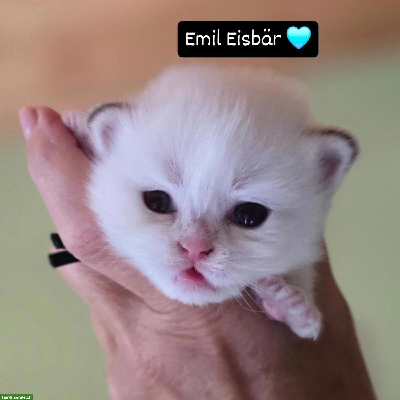 Bild 6: Britisch Langhaar Kitten mit Stammbaum vom Züchter