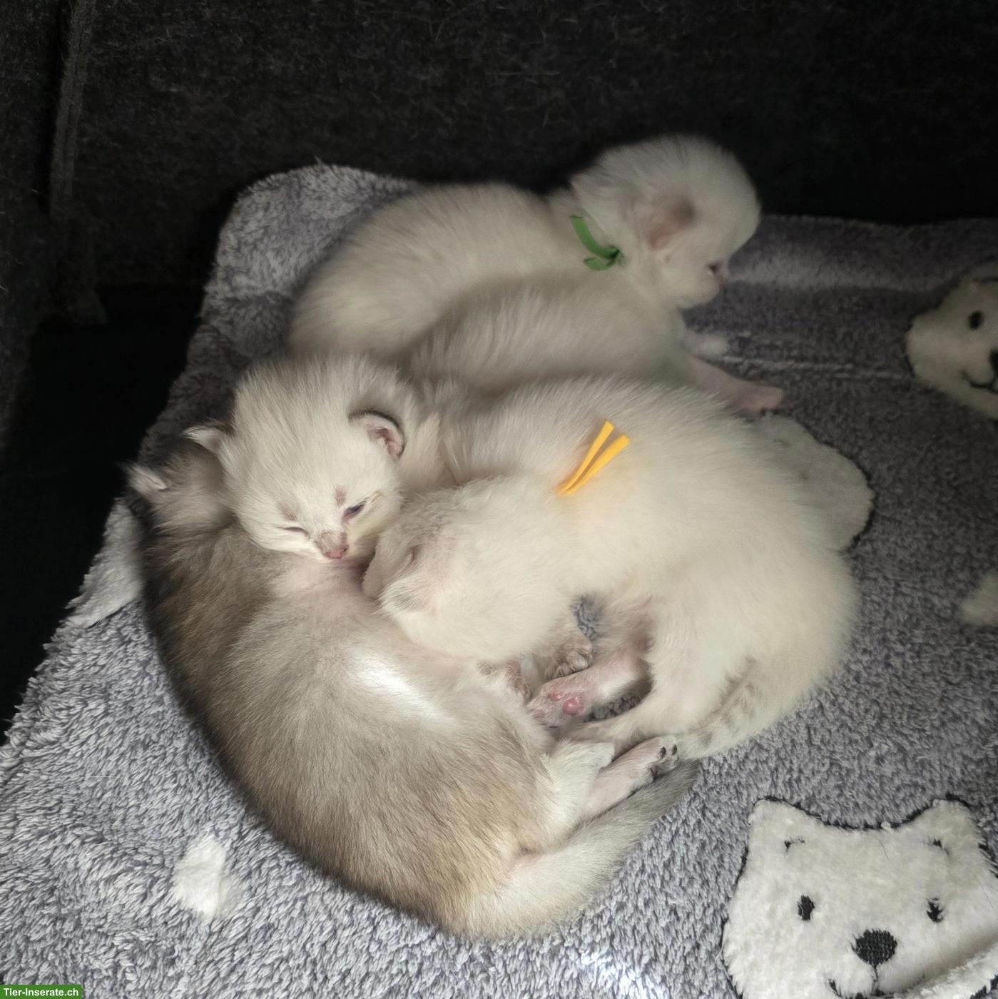 Bild 7: Britisch Langhaar Kitten mit Stammbaum vom Züchter