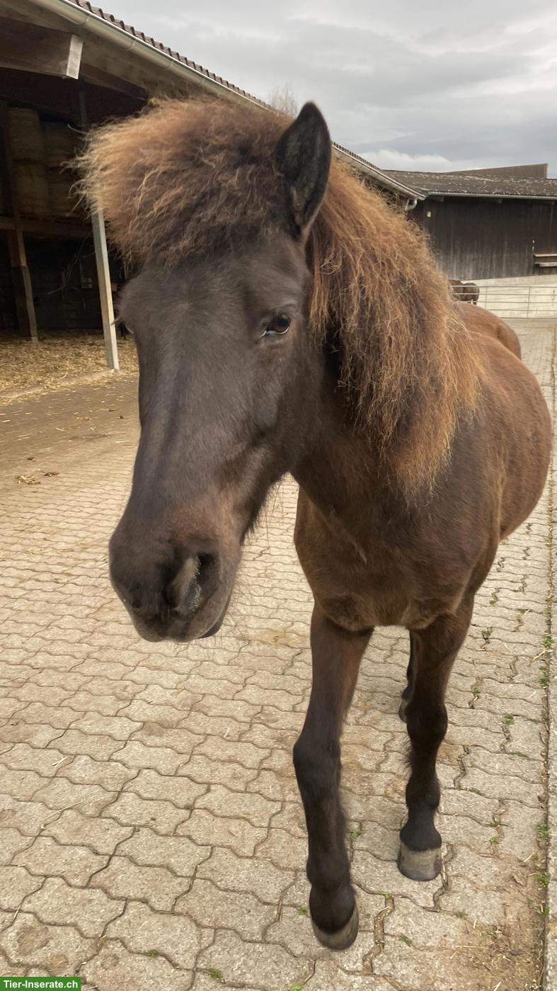 Reitbeteiligung für Islandstute gesucht im Appenzellerland