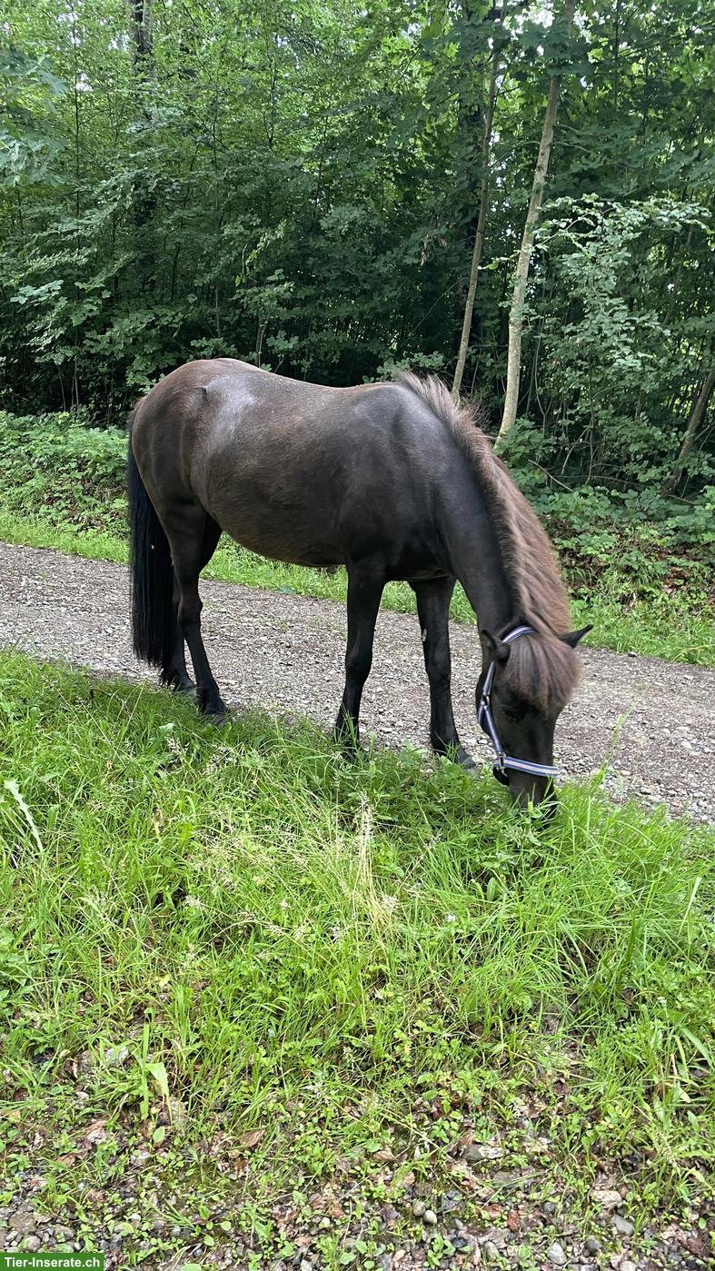 Bild 3: Reitbeteiligung für Islandstute gesucht im Appenzellerland