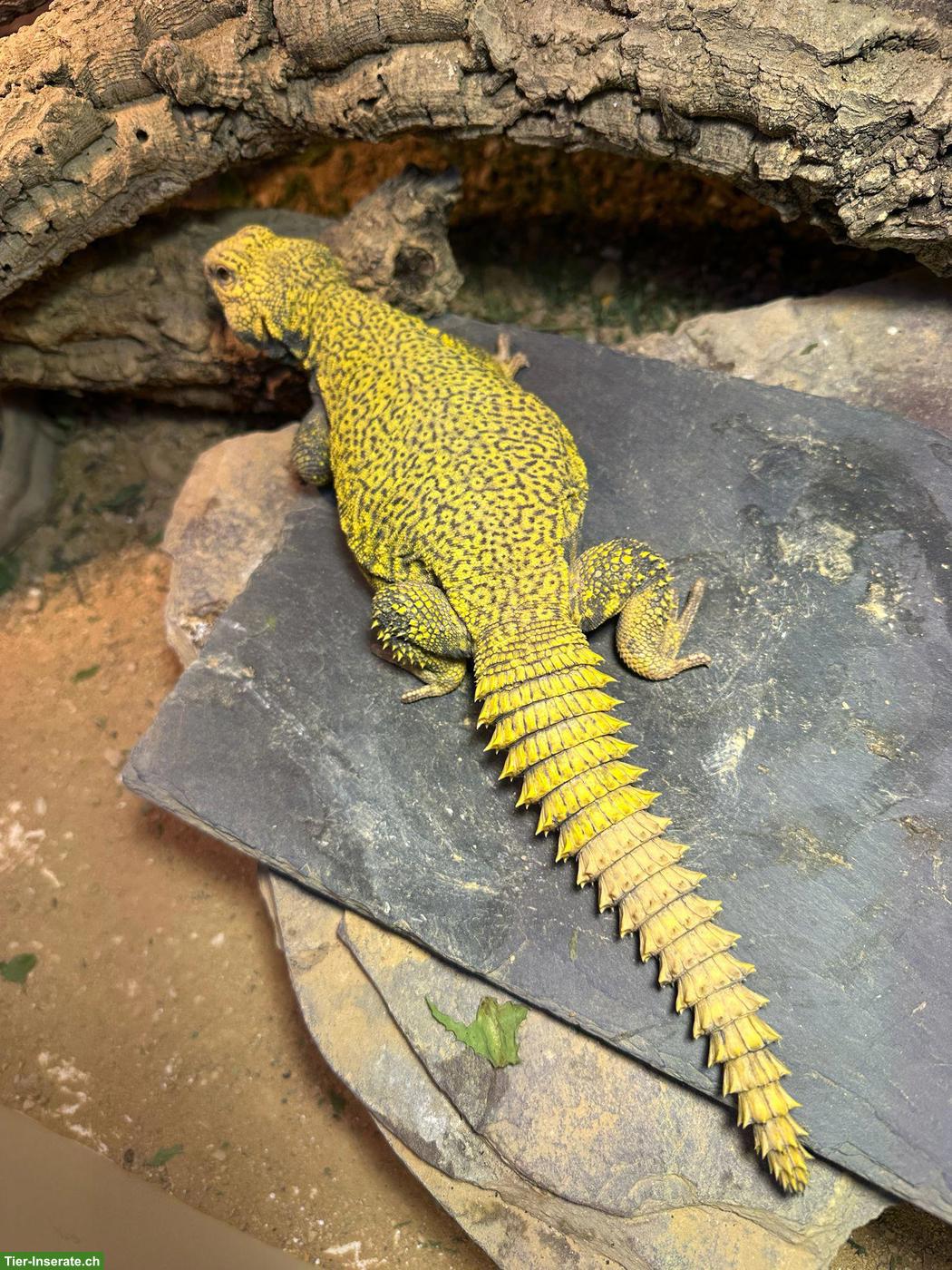 1.0 Dornschwanzagame (Uromastyx geyri), gelb