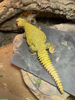 1.0 Dornschwanzagame (Uromastyx geyri), gelb