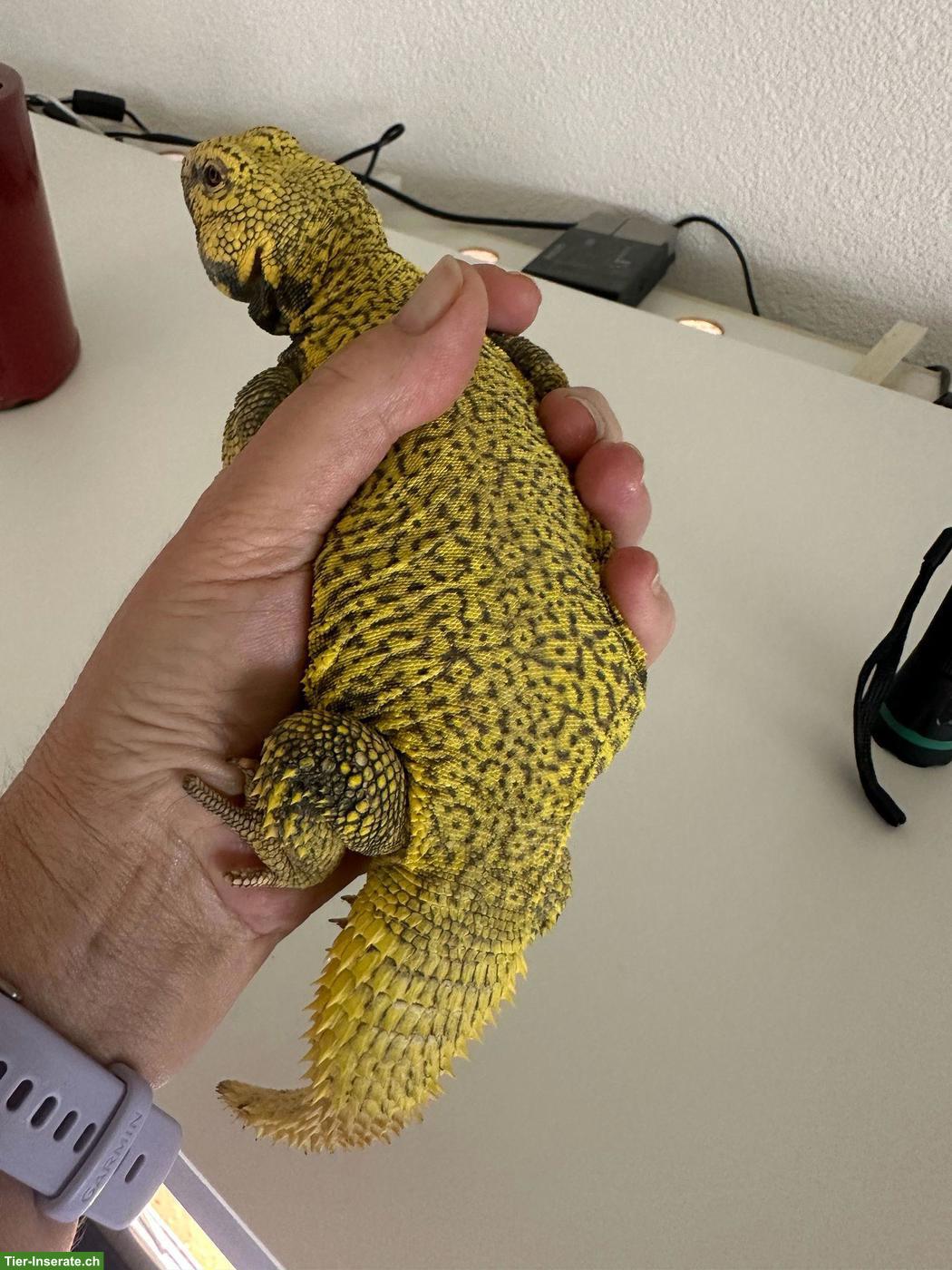 Bild 2: 1.0 Dornschwanzagame (Uromastyx geyri), gelb