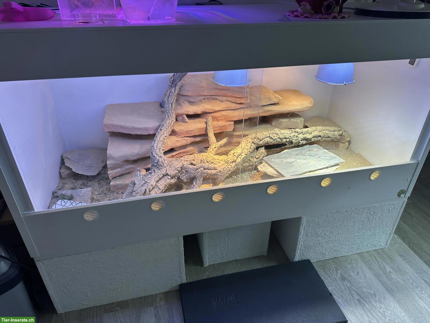 Bild 3: 1.0 Dornschwanzagame (Uromastyx geyri), gelb
