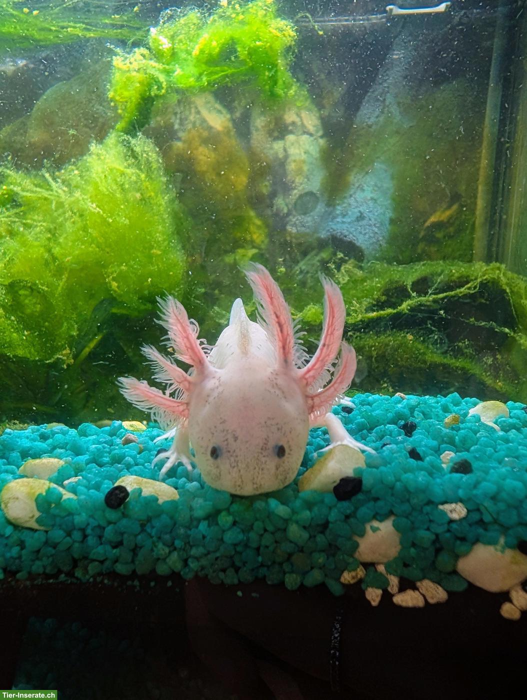 5 junge Axolotl zu verkaufen