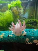 5 junge Axolotl zu verkaufen