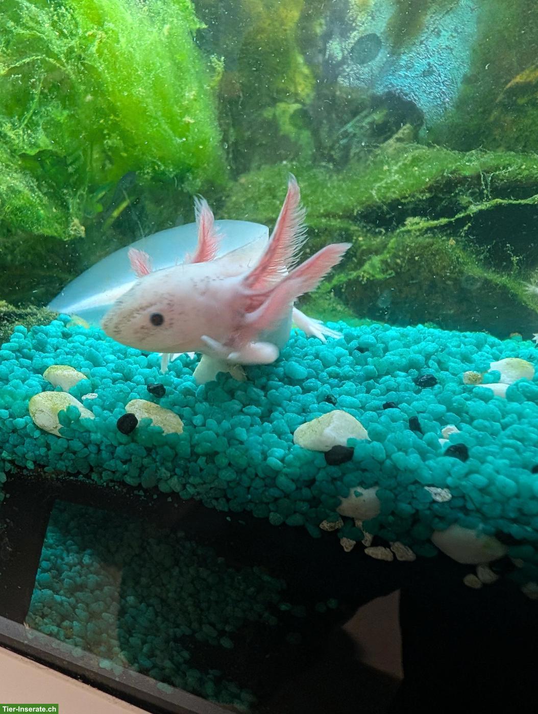 Bild 2: 5 junge Axolotl zu verkaufen