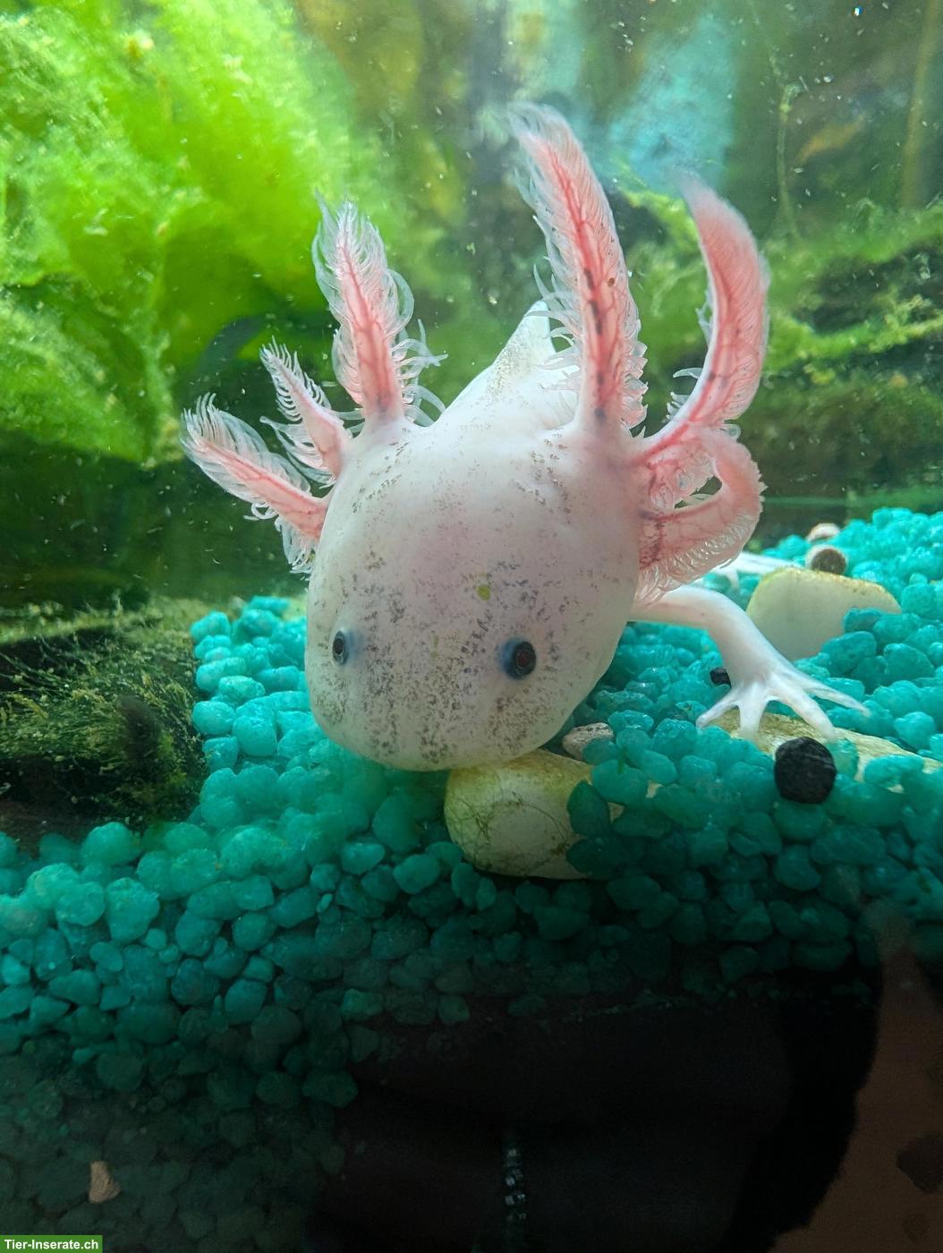 Bild 3: 5 junge Axolotl zu verkaufen