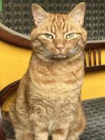 Roter Kater, 13-jährig sucht Zuhause mit Freigang