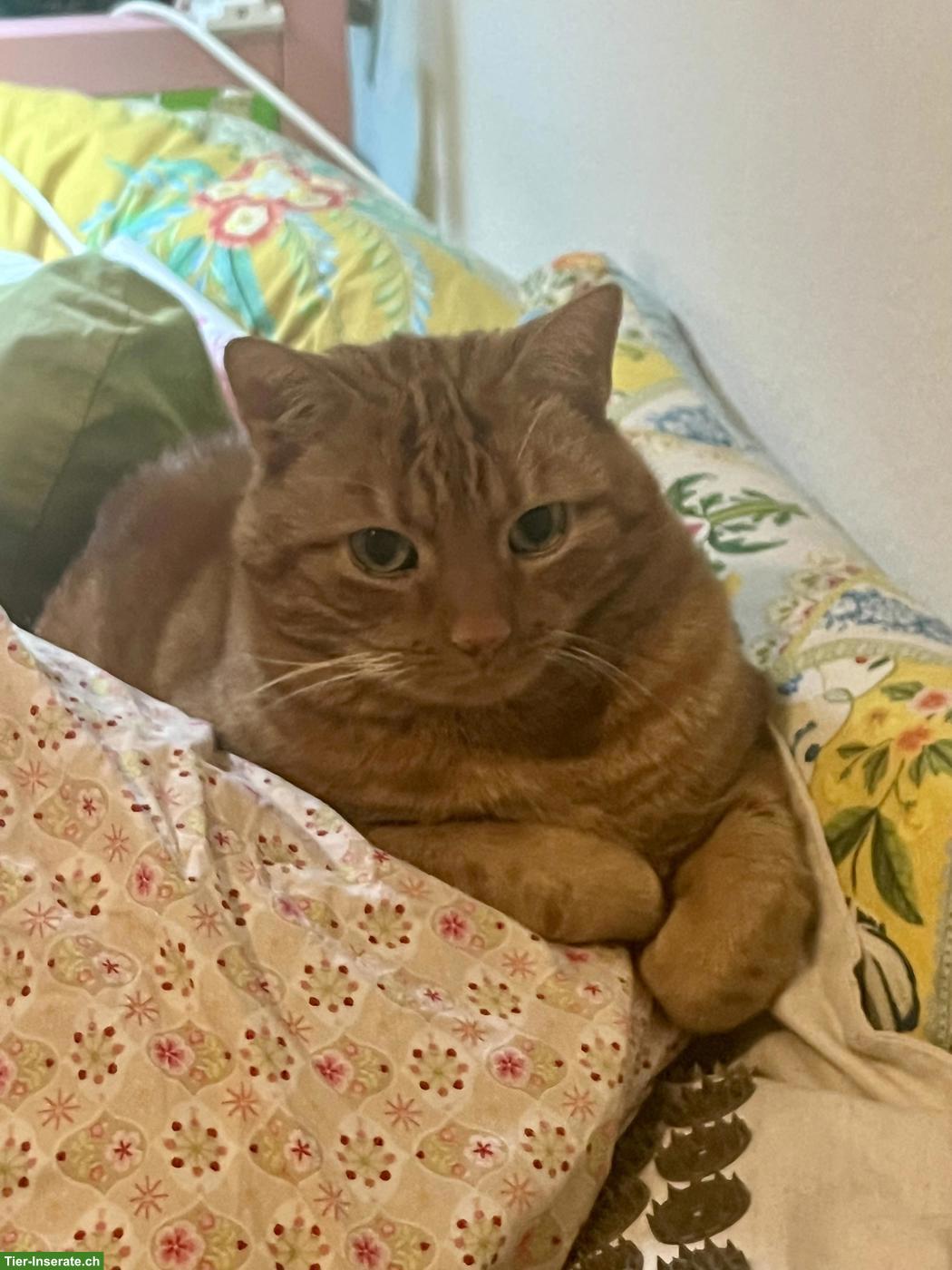 Bild 2: Roter Kater, 13-jährig sucht Zuhause mit Freigang