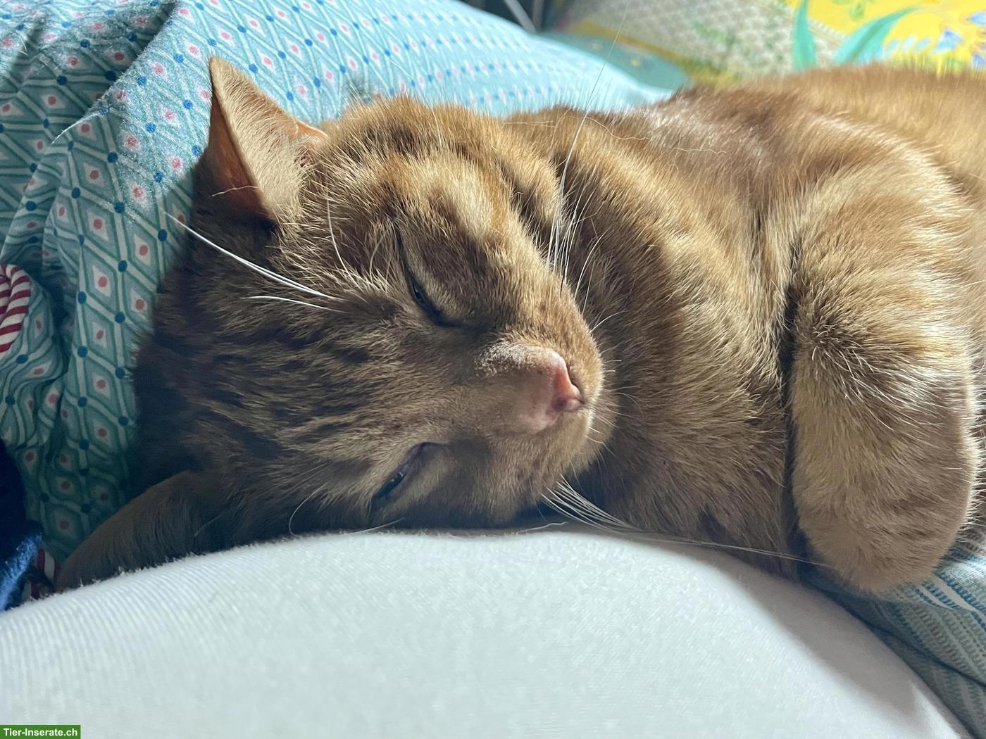 Bild 3: Roter Kater, 13-jährig sucht Zuhause mit Freigang