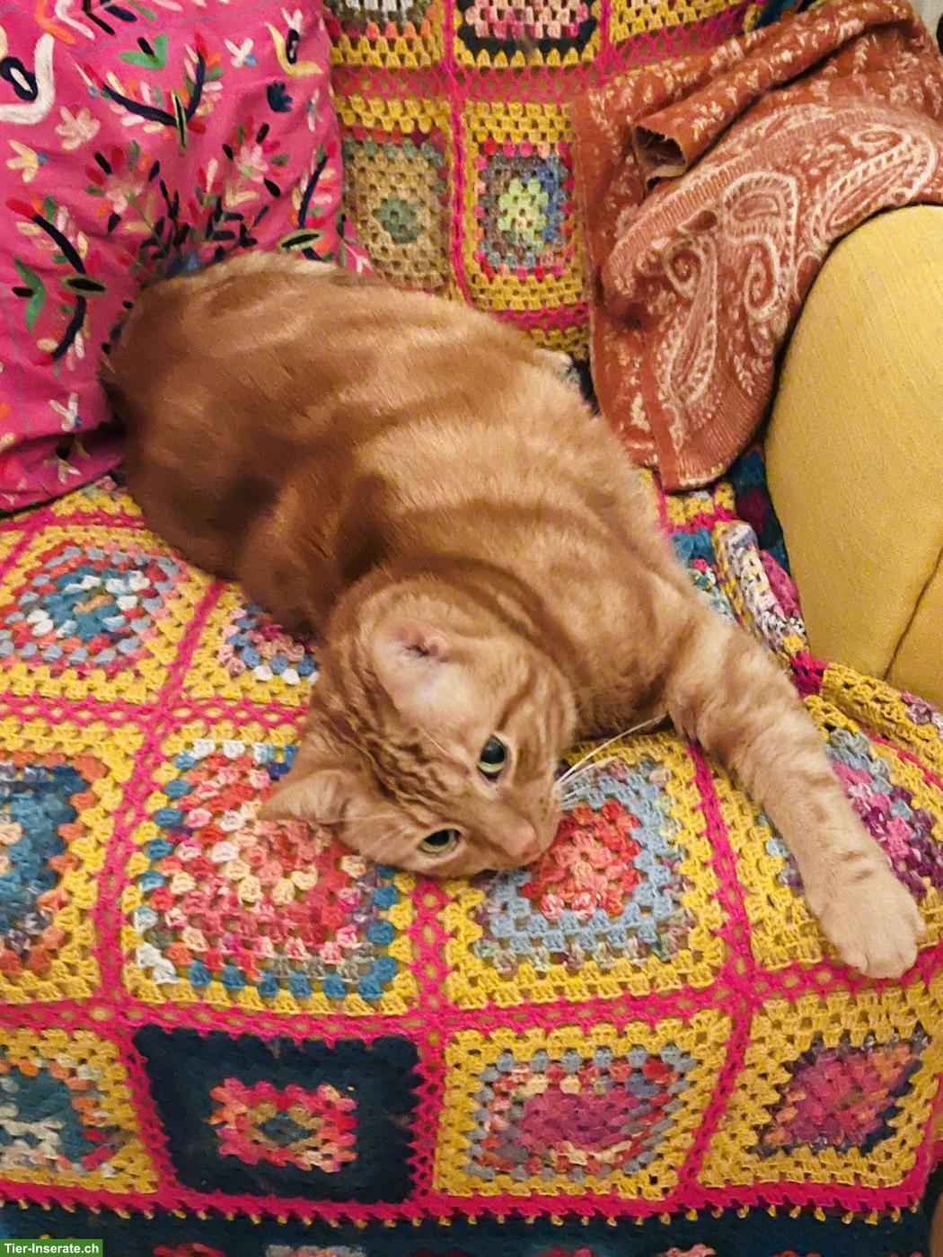 Bild 4: Roter Kater, 13-jährig sucht Zuhause mit Freigang
