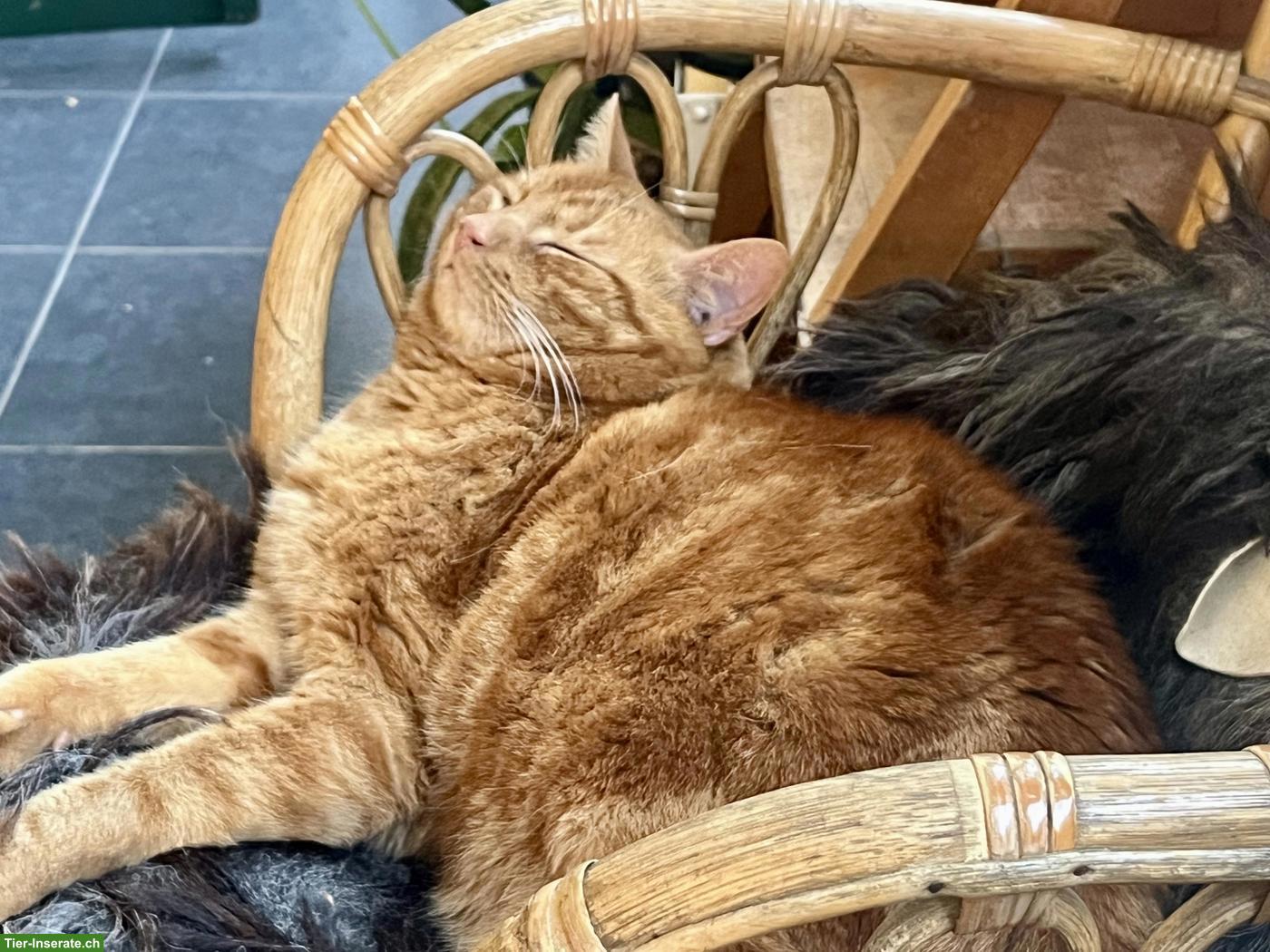 Bild 5: Roter Kater, 13-jährig sucht Zuhause mit Freigang