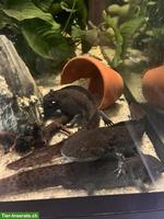 4-5 Axolotl abzugeben