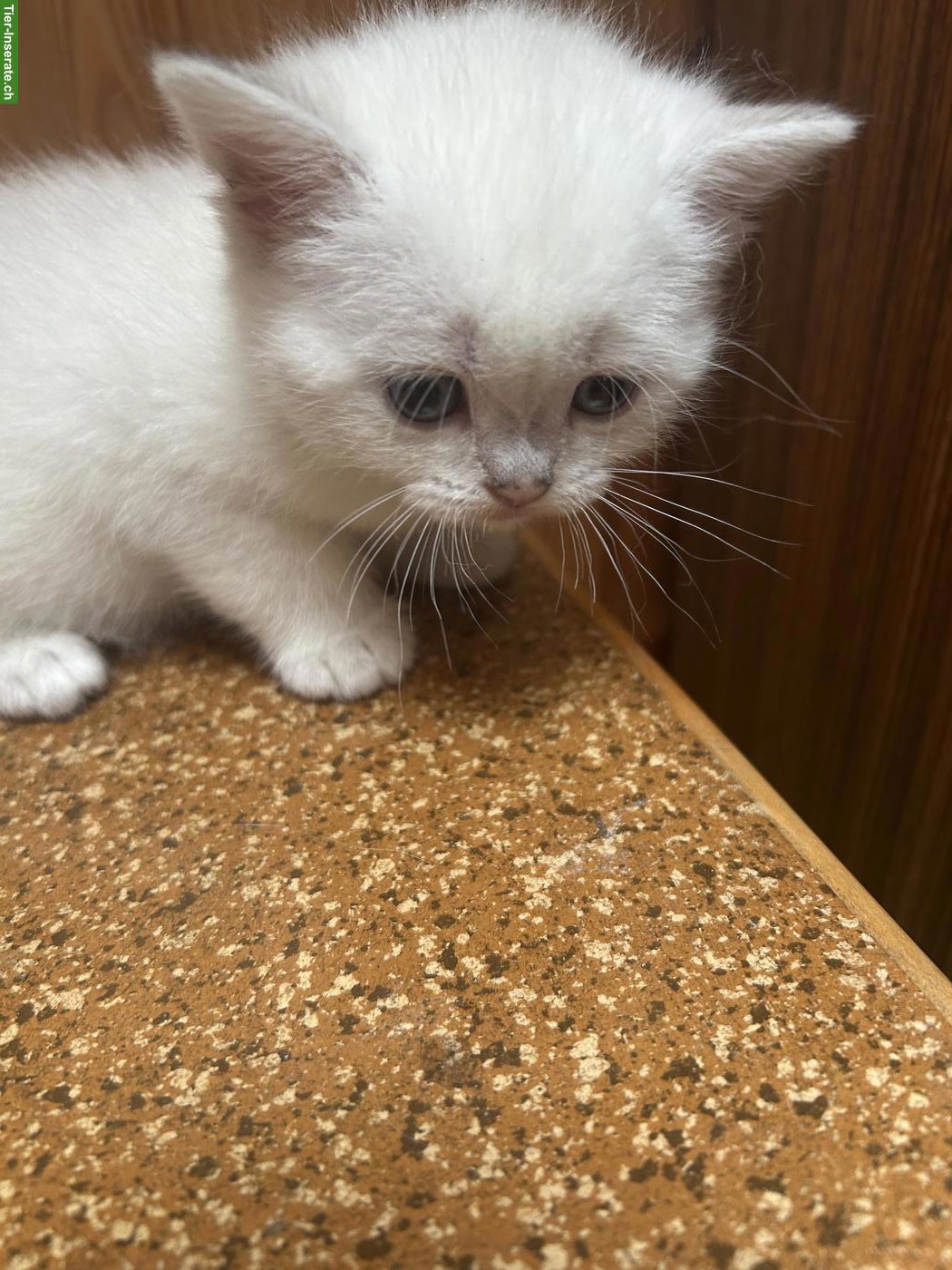 Bild 10: Britisch Kurzhaar: zwei männliche und ein weibliches Kitten