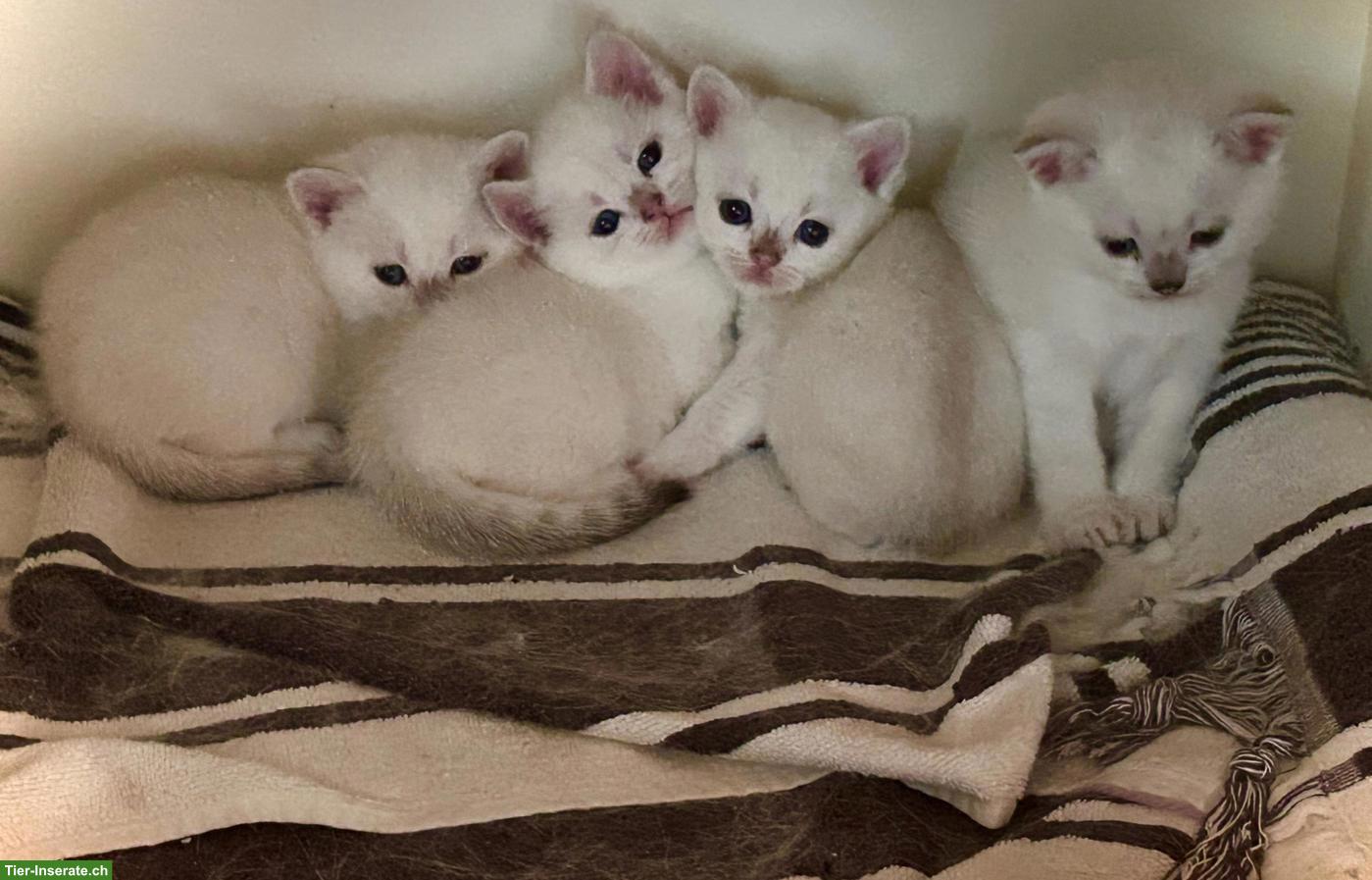 Bild 2: Britisch Kurzhaar/BKH Kitten in weiss / Blue Point