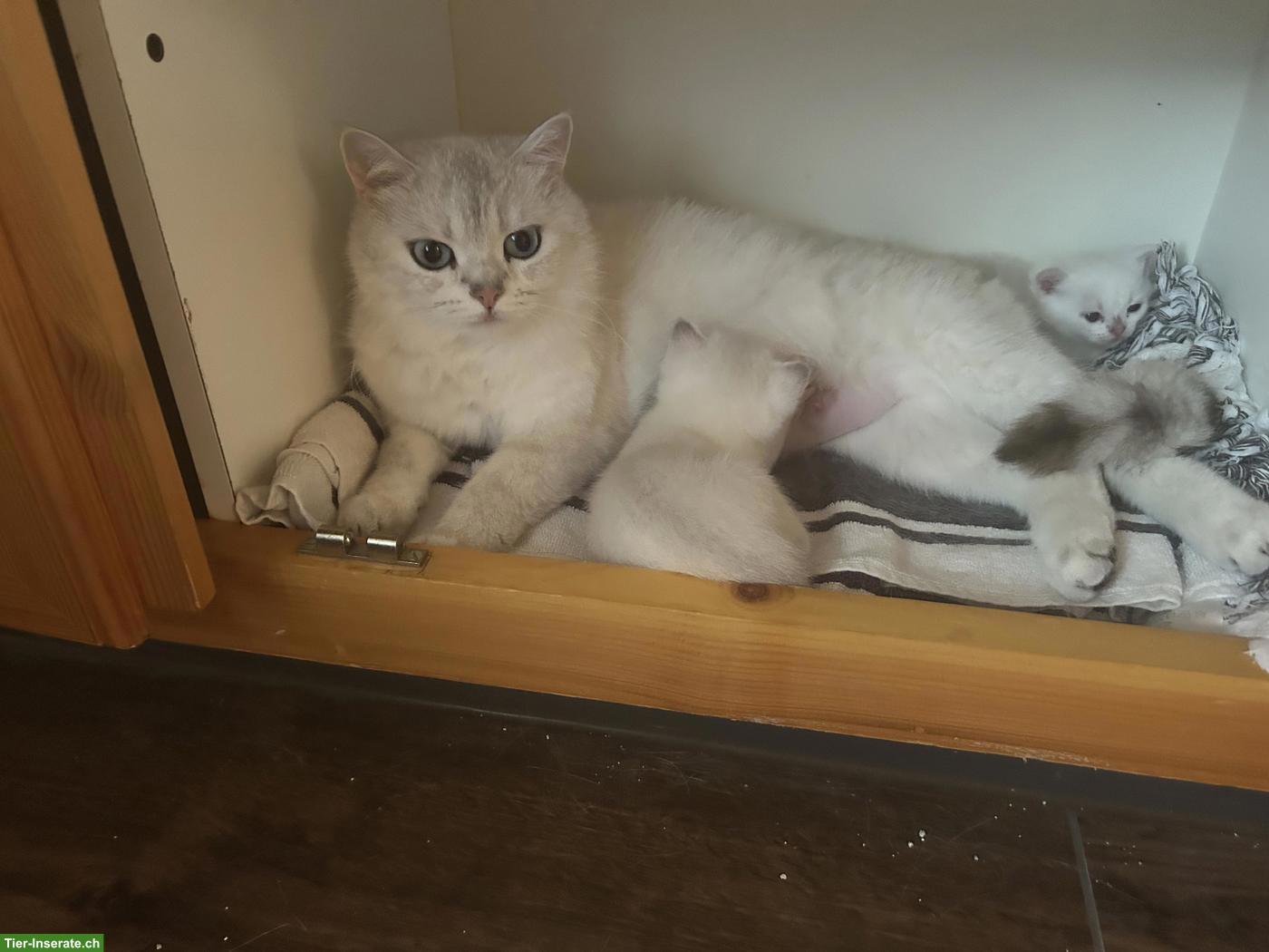 Bild 3: Britisch Kurzhaar/BKH Kitten in weiss / Blue Point