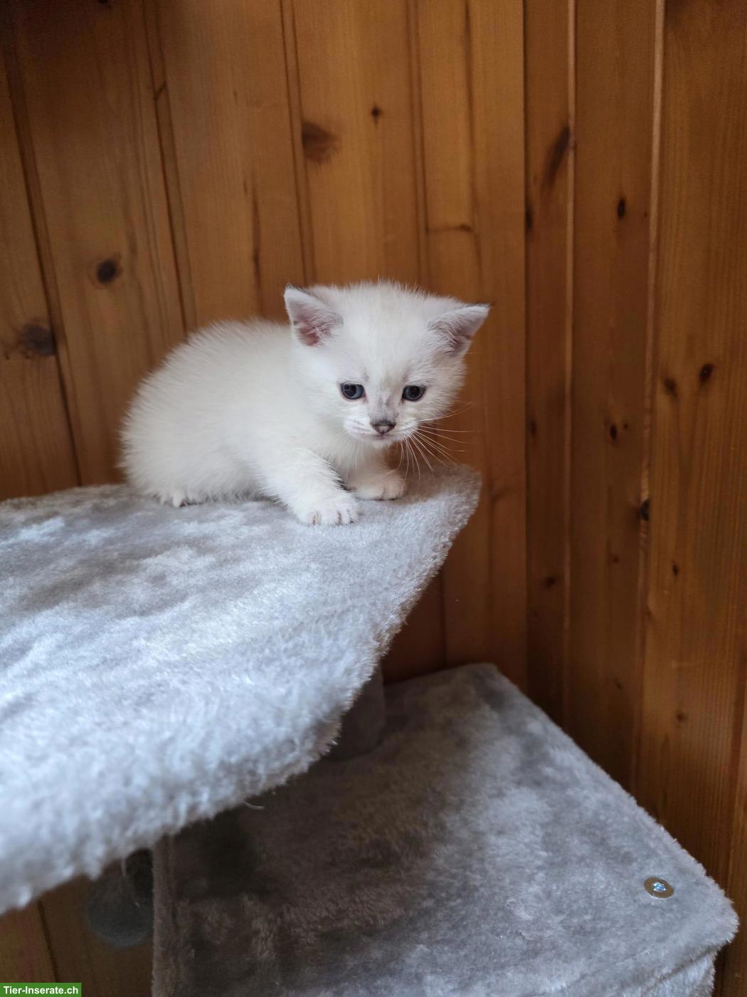 Bild 5: Britisch Kurzhaar/BKH Kitten in weiss / Blue Point