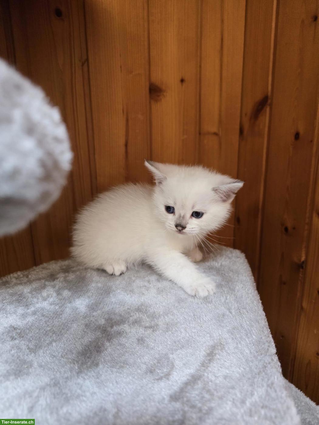 Bild 6: Britisch Kurzhaar/BKH Kitten in weiss / Blue Point