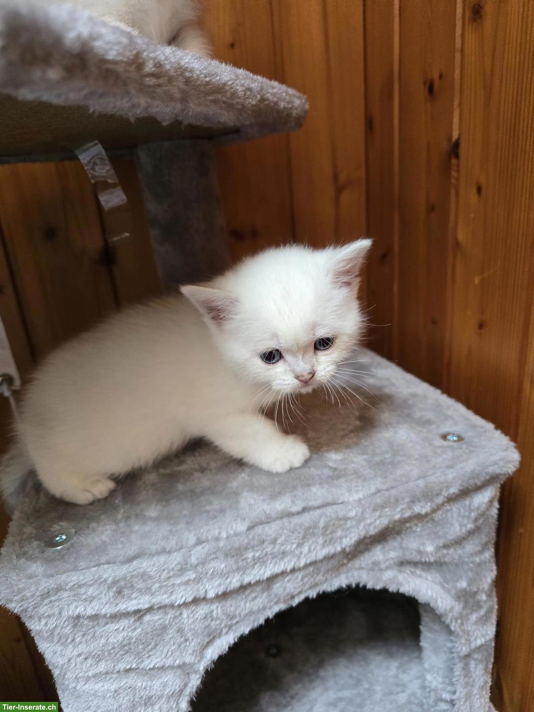 Bild 7: Britisch Kurzhaar/BKH Kitten in weiss / Blue Point