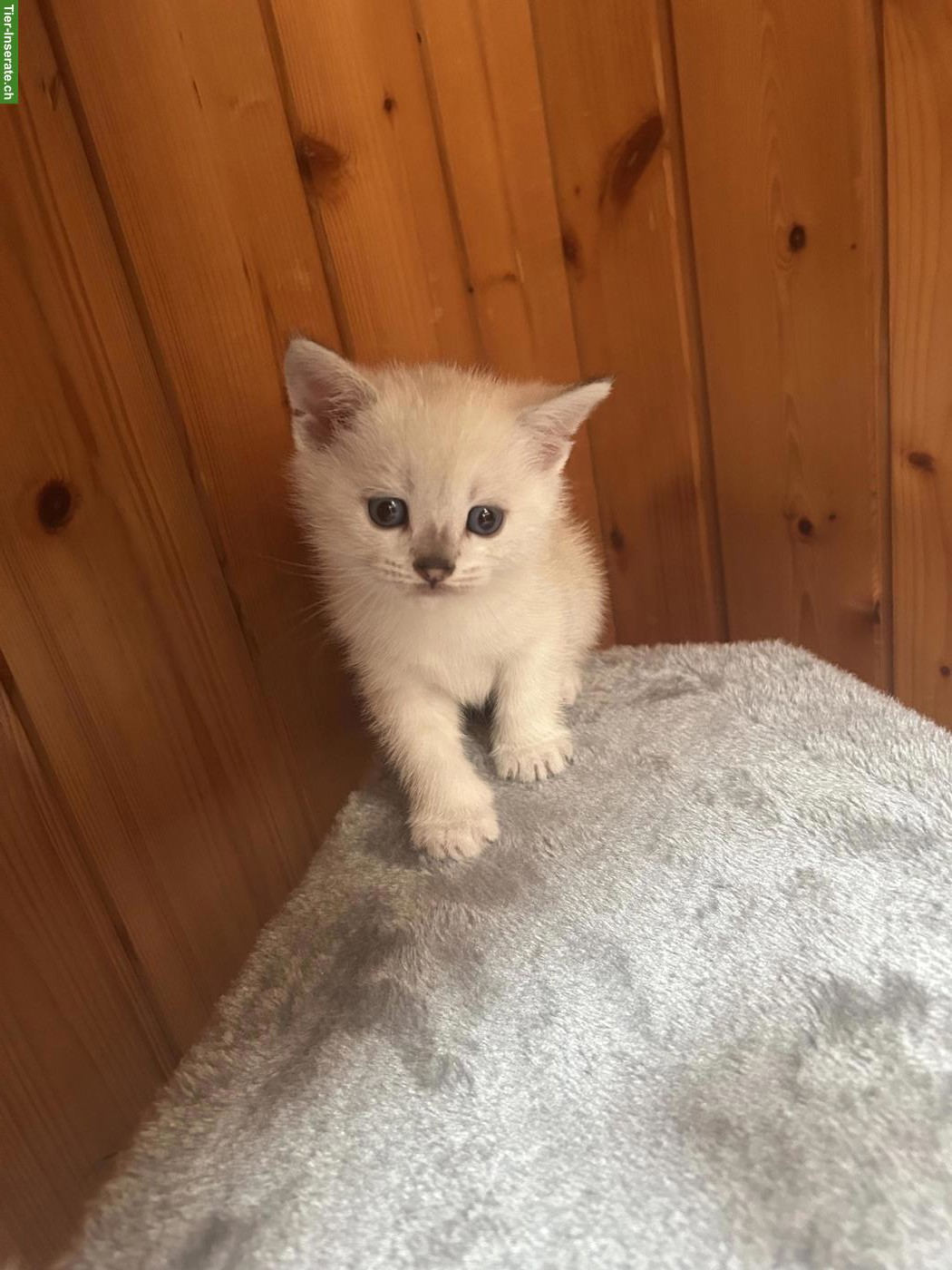 Bild 9: Britisch Kurzhaar: zwei männliche und ein weibliches Kitten
