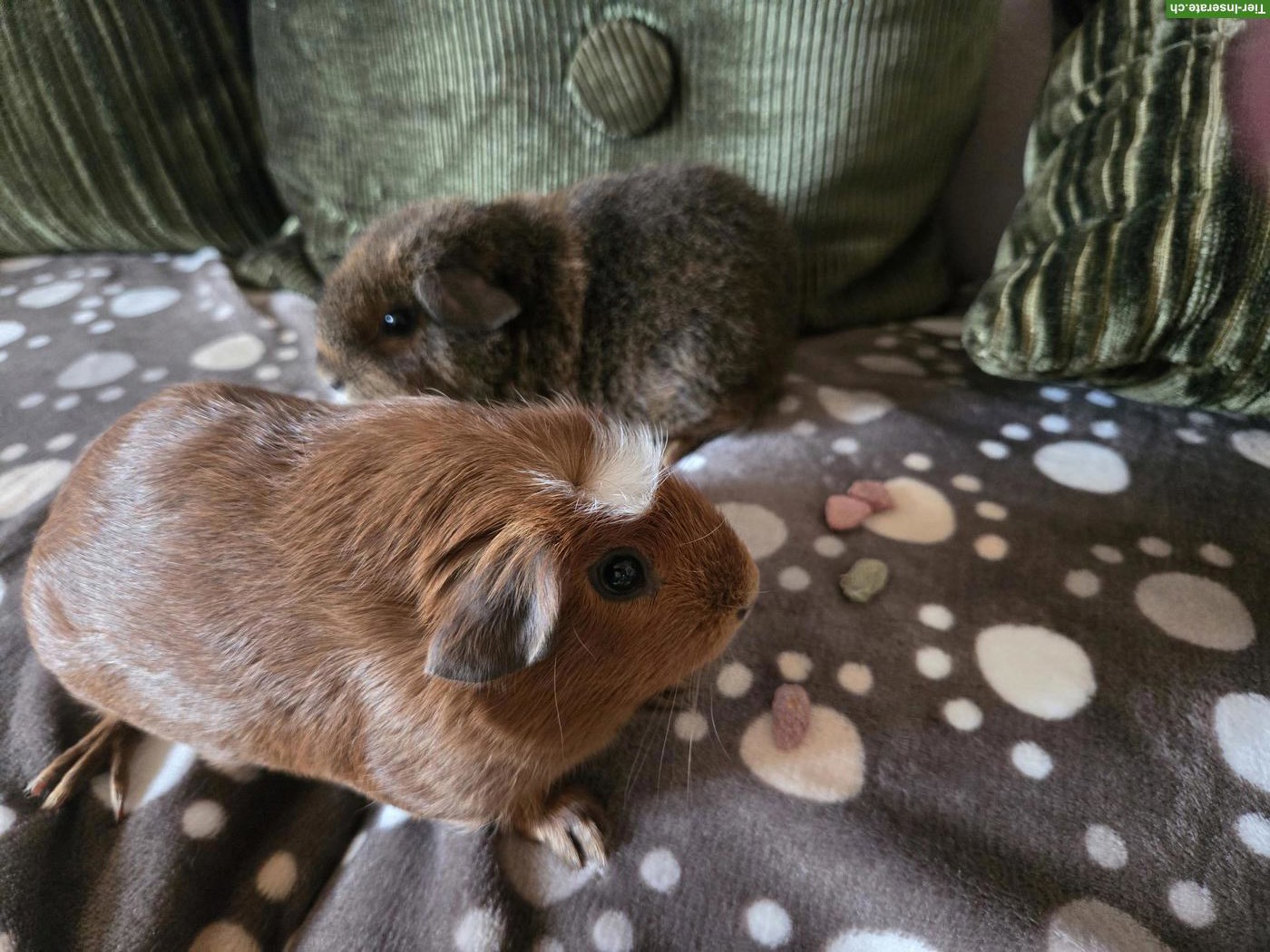 2 Glatthaar Meerschweinchen, männlich, kastriert