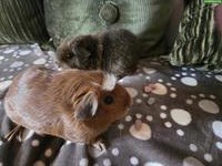 2 Glatthaar Meerschweinchen, männlich, kastriert
