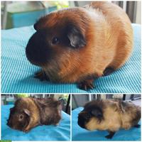 3 Meerschweinchen (Kastraten) inkl. Käfig