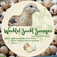 Junge Japanische Legewachteln in diversen Farben