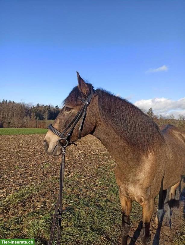 Bild 2: Reitbeteiligung(en) für 2 Pferde in Rüti bei Riggisberg