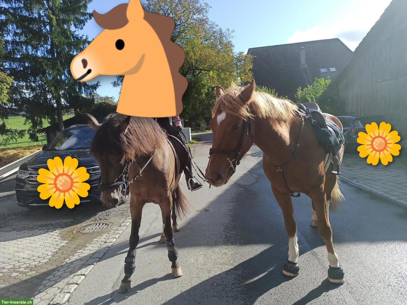 Bild 3: Reitbeteiligung(en) für 2 Pferde in Rüti bei Riggisberg