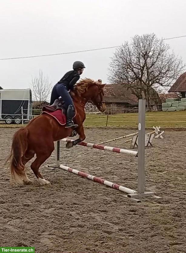 Bild 5: Reitbeteiligung(en) für 2 Pferde in Rüti bei Riggisberg