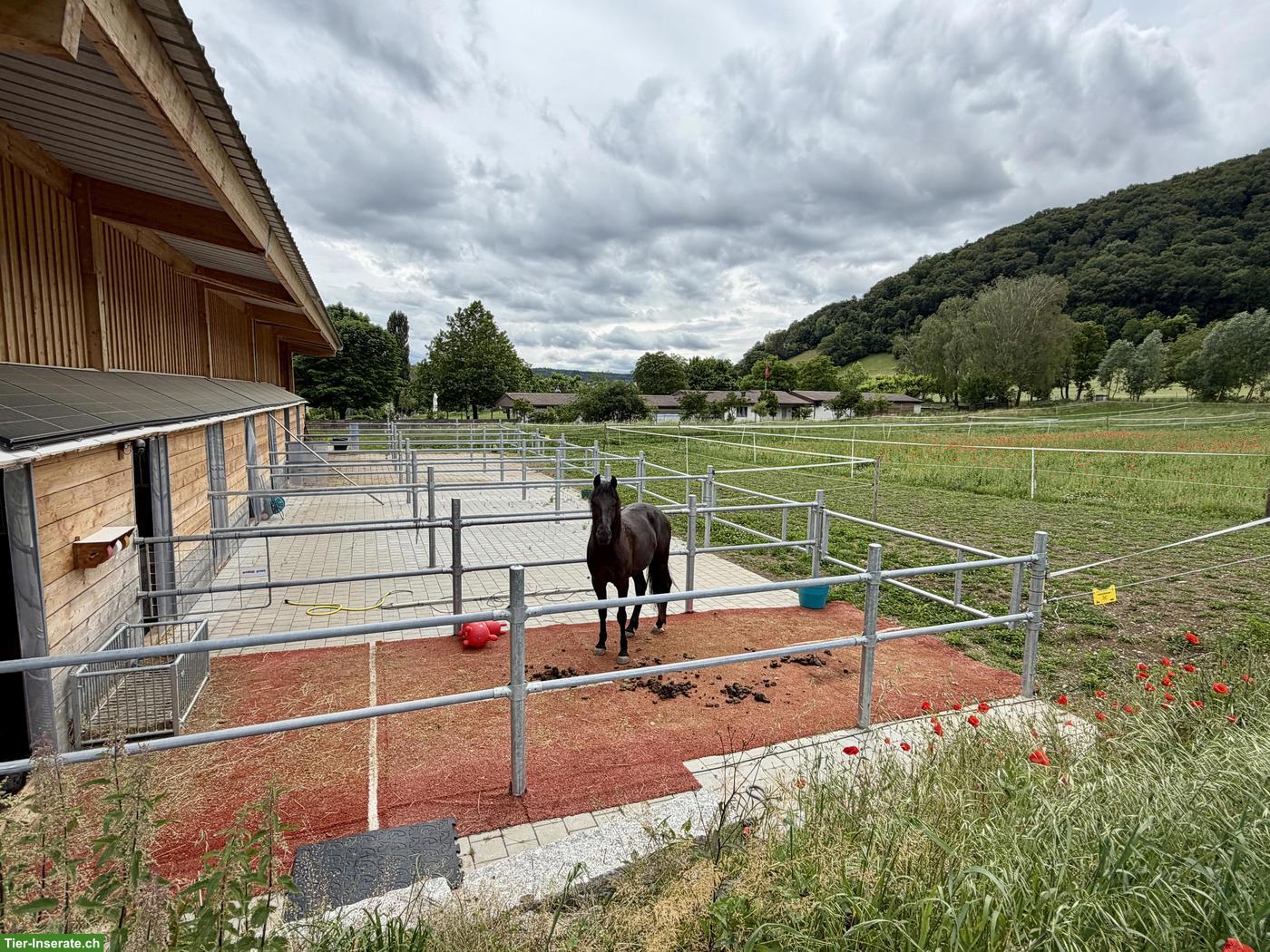 Neuer Selbstversorgerstall in 8222 Beringen SH