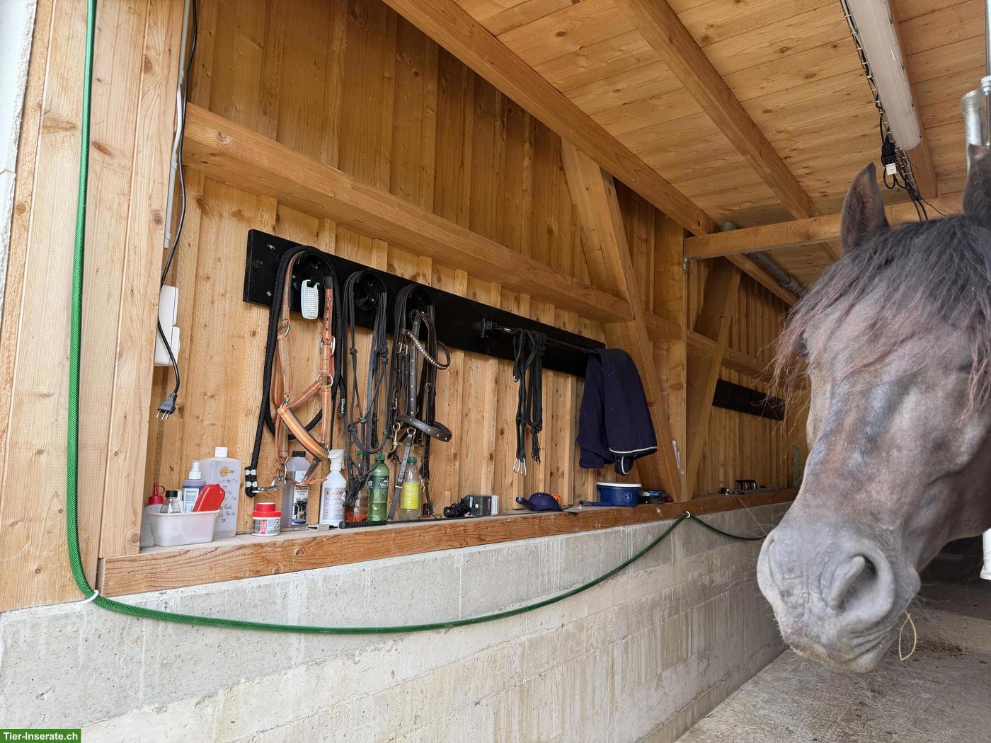 Bild 3: Neuer Selbstversorgerstall in 8222 Beringen SH
