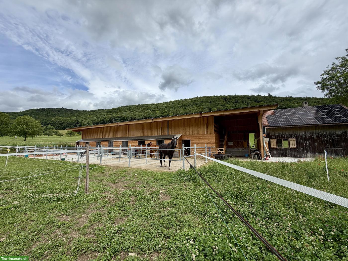 Bild 4: Neuer Selbstversorgerstall in 8222 Beringen SH