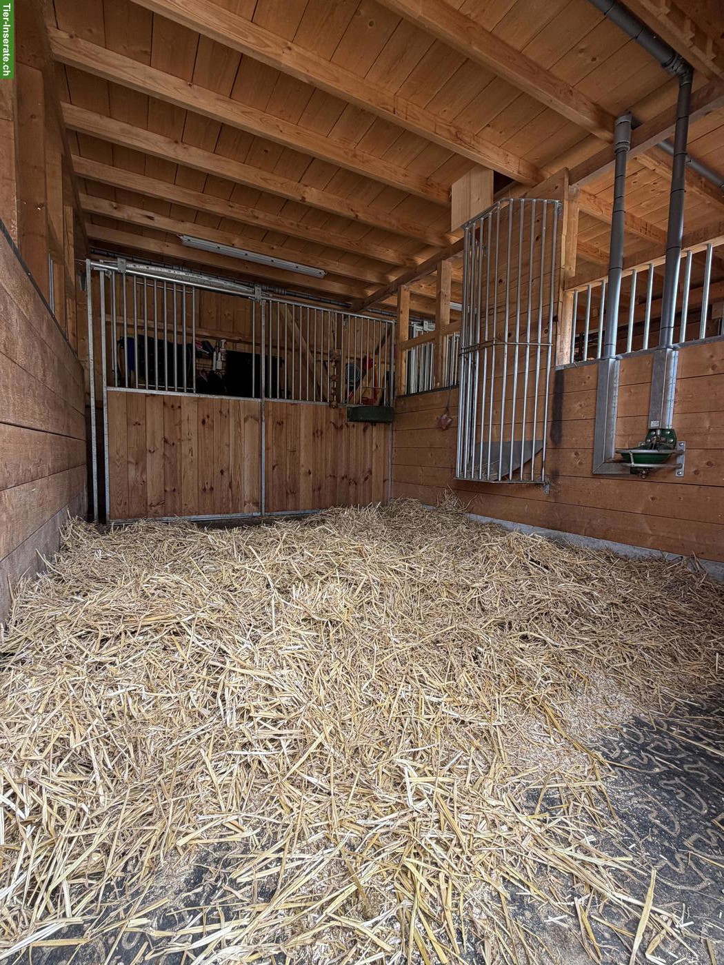 Bild 5: Neuer Selbstversorgerstall in 8222 Beringen SH