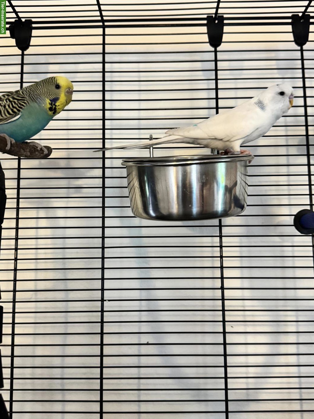 Bild 2: Junges Wellensittich Paar mit Käfig & Zubehör