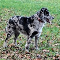 Suche Deckrüde, Umgebung Adliswil/Stallikon