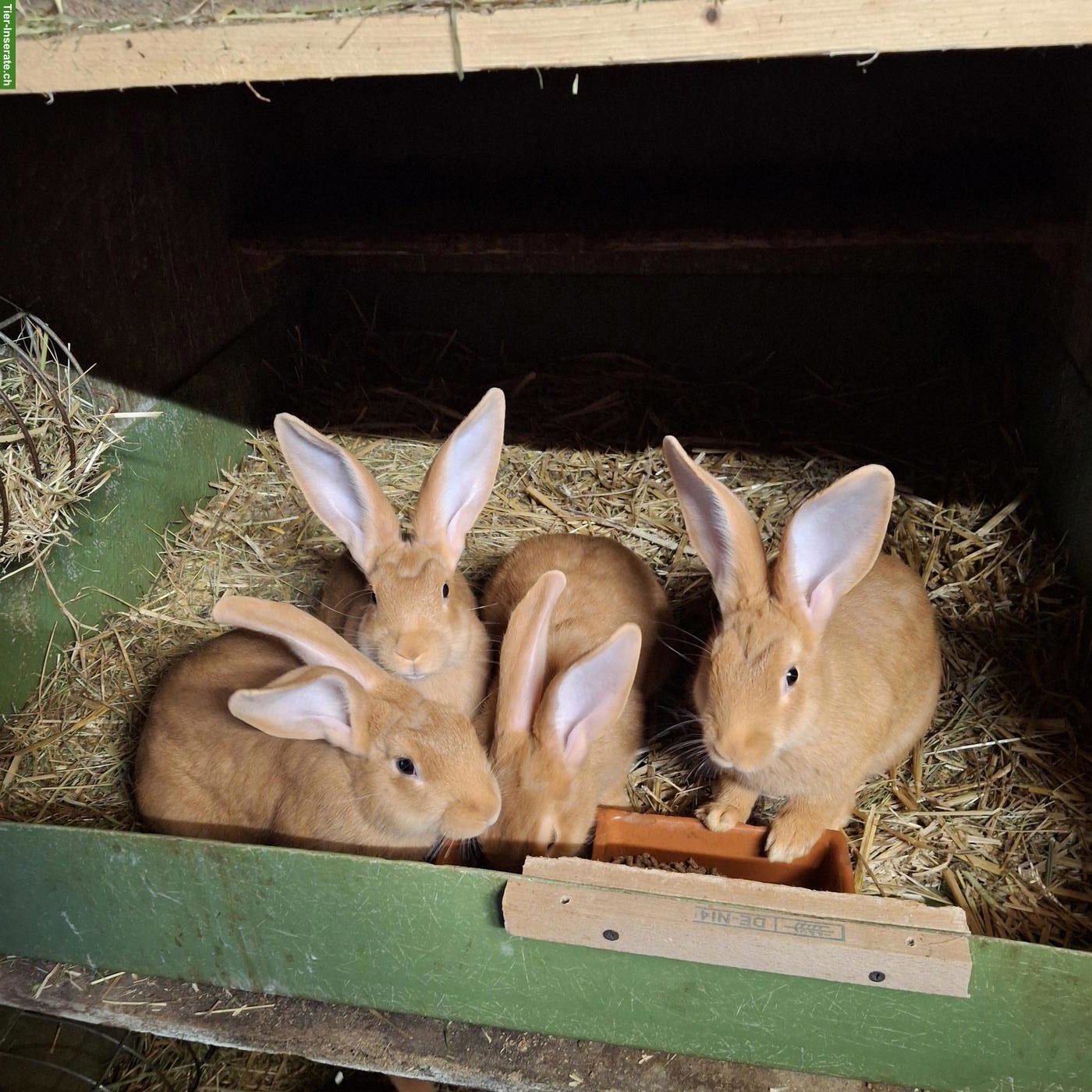 Junge RR Burgunder Kaninchen zu verkaufen